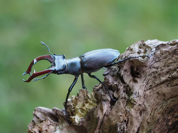 Közelkép Bug Vad Természet — Stock Fotó