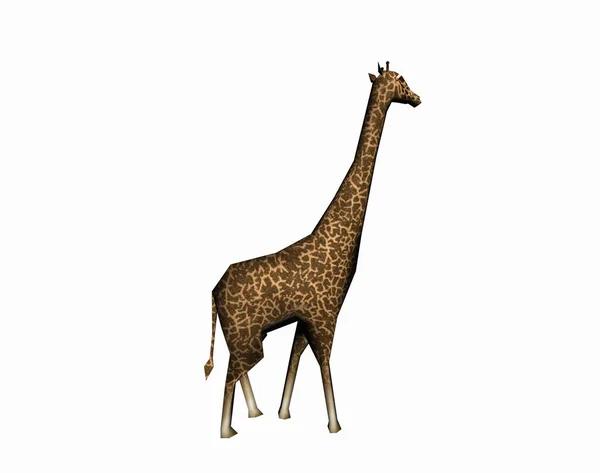 Giraffe Animal Herbivore Mammal — Stock Photo, Image