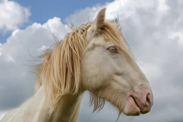 Tinker Cremello Porträtt — Stockfoto