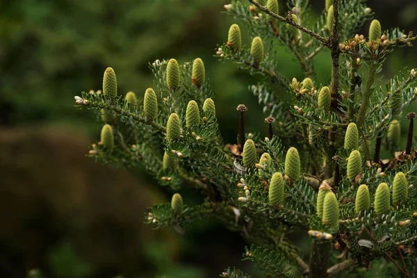 Conifer Tree Spring Young Cones — Stock Photo, Image