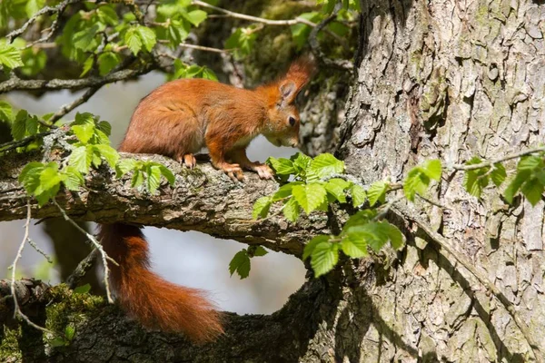 Eichhörnchen Sitzt Auf Einem Ast — Stockfoto