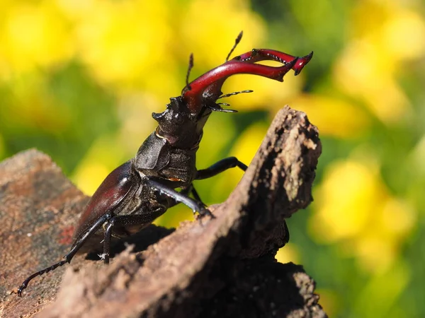 Deer Beetle Insect Bug — Stock Photo, Image