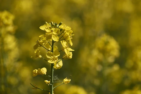 黄色の菜の花畑農業 — ストック写真