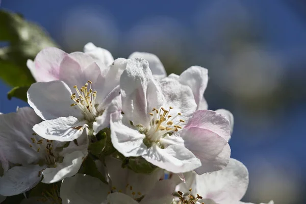 Blommande Äppelträd Blommor — Stockfoto