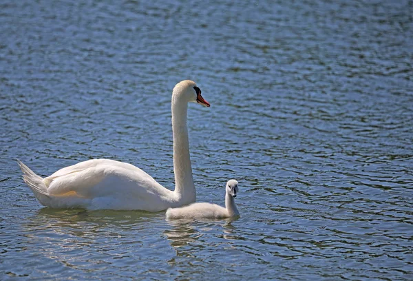 Cisne Con Cisne Joven Agua —  Fotos de Stock