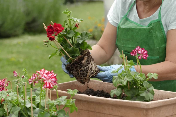 Primo Piano Donna Potting Fiori Geranio — Foto Stock