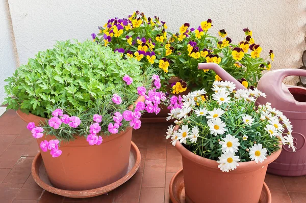 Floreros Cultivados Terraza Apartamento Una Regadera — Foto de Stock