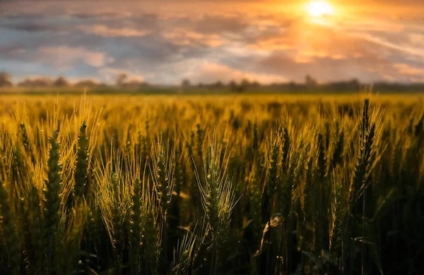 Gün Batımı Buğday Tarlası Kulaklar Planda Bulutlu Güneşli Gökyüzü — Stok fotoğraf
