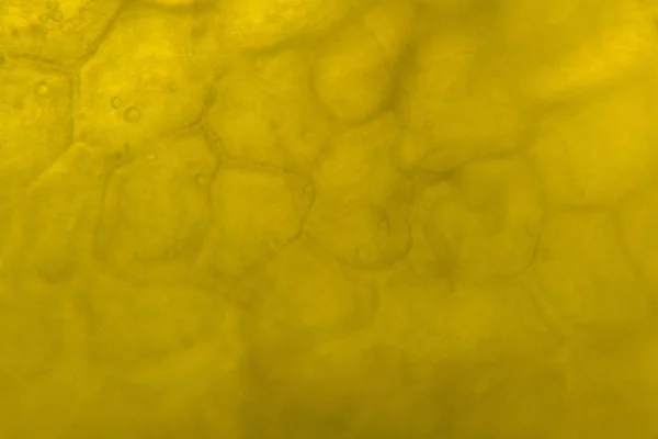 Pimenta Amarela Microscópio — Fotografia de Stock