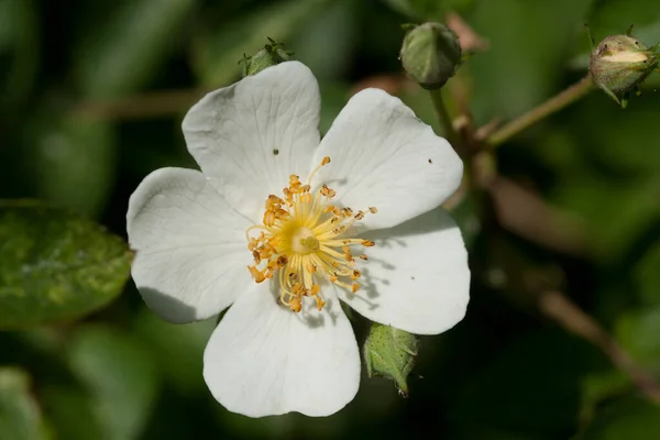 Krásný Botanický Záběr Přírodní Tapety — Stock fotografie