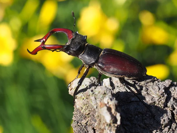 Escarabajo Ciervo Insecto —  Fotos de Stock