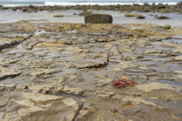 Praia Mooloolaba Austrália Maré Baixa Costa Rochosa Com Algas Marinhas — Fotografia de Stock