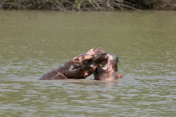 Дикий Бегемот Африканской Речной Воде Бегемот Hippopotamus Amphibius — стоковое фото