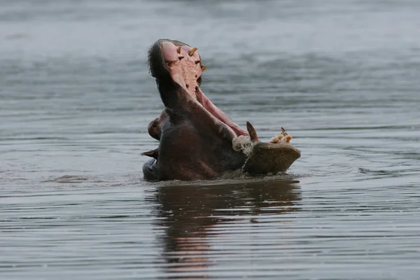 Άγρια Ιπποπόταμος Στην Αφρικανική Ποτάμι Νερού Ιπποπόταμος Amphibius Hippopotamus — Φωτογραφία Αρχείου