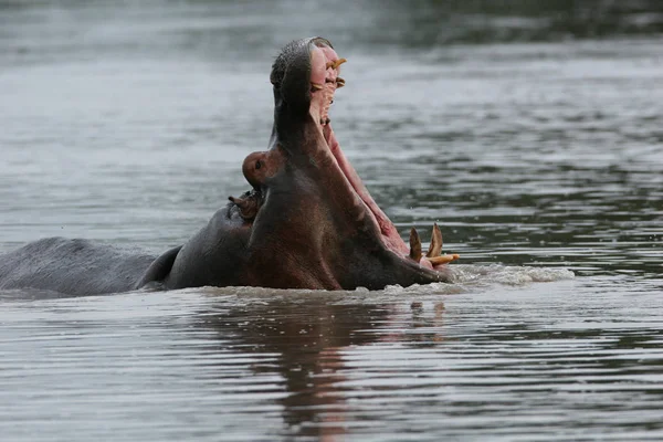 Hipona Selvagem Água Rio Africano Hipopótamo Hippopopotamus Amphibius — Fotografia de Stock