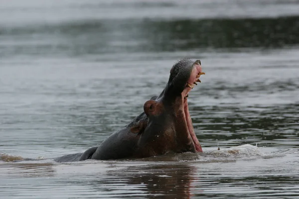 Hipopótamo Salvaje Agua Del Río Africano Hipopótamo Hippopotamus Amphibius —  Fotos de Stock