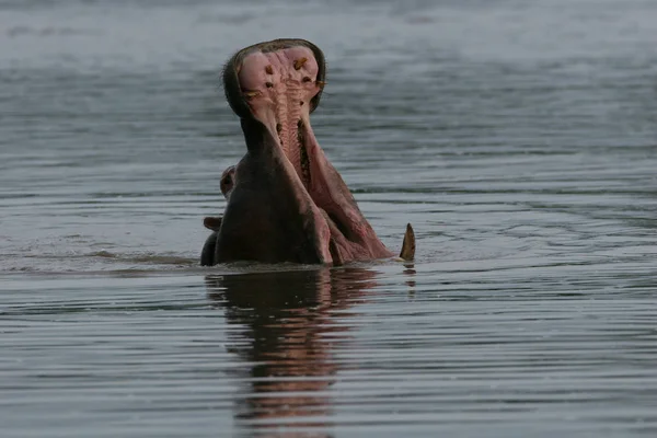 野生河马在非洲河流水河马 Amphibius — 图库照片