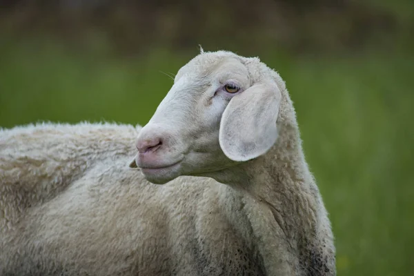 Bílá Ovce Boku — Stock fotografie