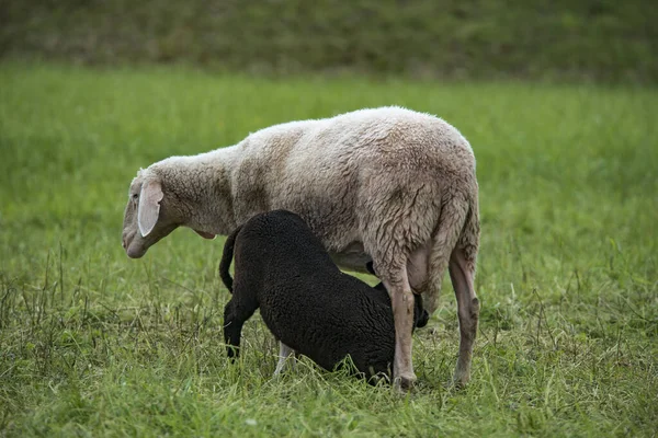 White Sheep Suckles Black Lamb — Stock Photo, Image
