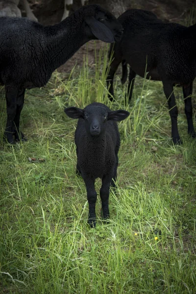 a young black sheep looks curiously into the camera. in the hiterground are other sheep