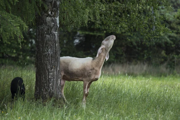 Een Wit Schaap Eet Van Een Boom — Stockfoto