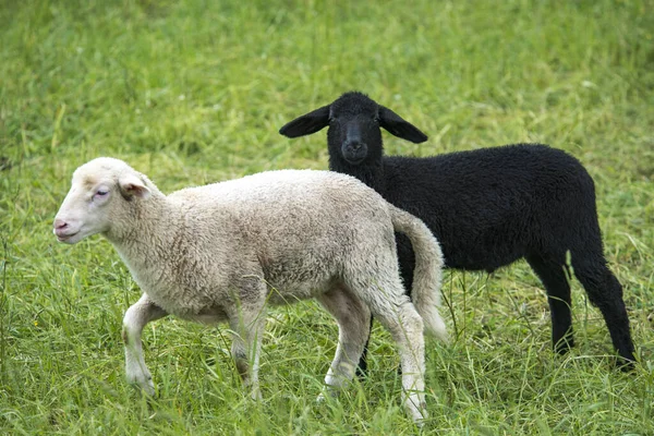 牧场上的一只白羊羔和一只黑羊羔 — 图库照片