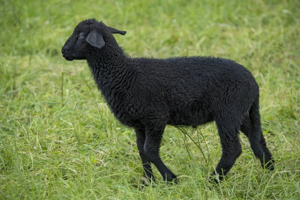 Ein Schwarzes Lamm Von Links Auf Der Weide — Stockfoto