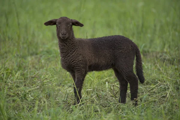牧草地の左から茶色の子羊が — ストック写真