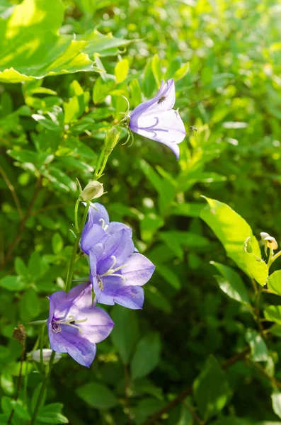 Flowering Bellflower Close — Stock Photo, Image