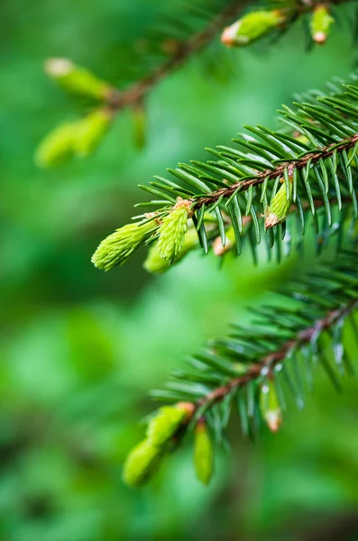 Branch Spruce Sprouts Spring Time Close — Stock Photo, Image