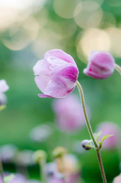 Bleka Rosa Blomma Japansk Vitsippa Närbild Obs Grunt Skärpedjup — Stockfoto