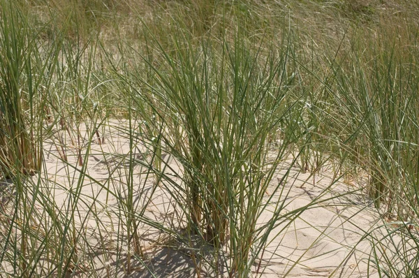 Dune Landscape Open Sandy Areas — Stock Photo, Image