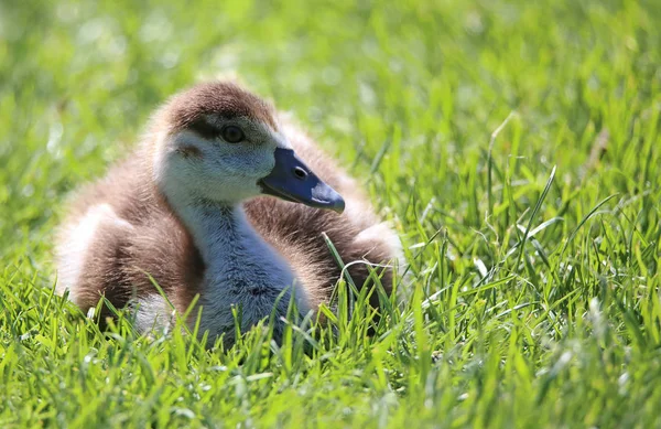 Poussin Nilgans Alopochen Aegyptiacus Trouve Dans Herbe — Photo