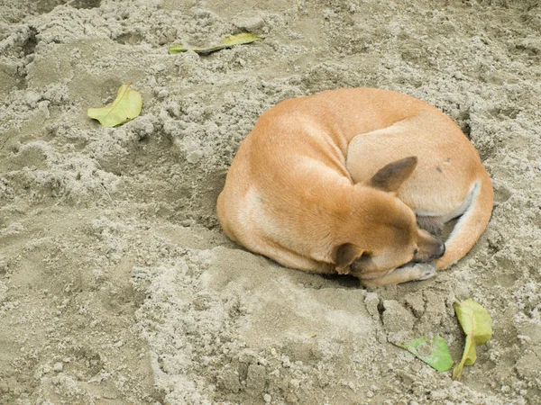 Foto Colore Del Campo Dog Dormire Sulla Sabbia — Foto Stock