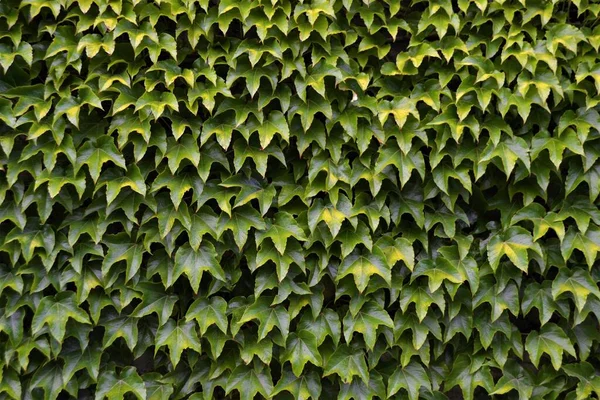 Sin Costuras Sin Costuras Fondo Pantalla — Foto de Stock