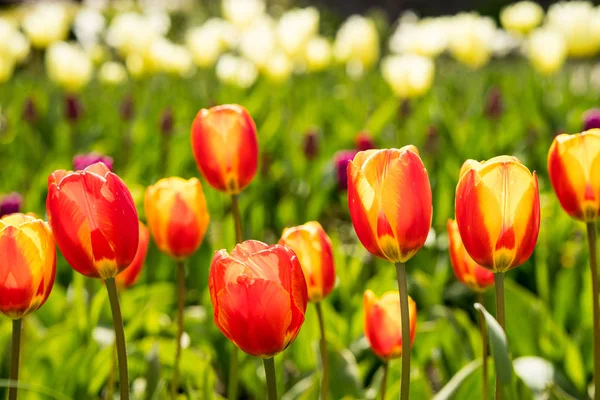 Pola Tulipanów Kolorowe Tulipany Pełnym Rozkwicie Jasny Wiosenny — Zdjęcie stockowe