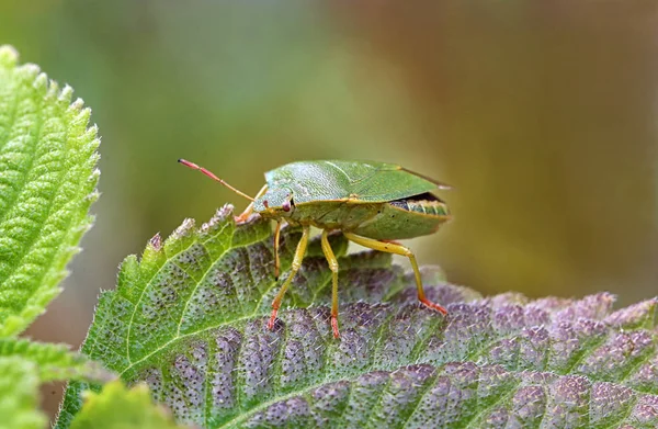 Macro Green Stinkwanze Palomena Prasina — 스톡 사진