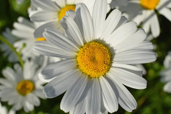 Blühende Blumen Hintergrund Textur — Stockfoto