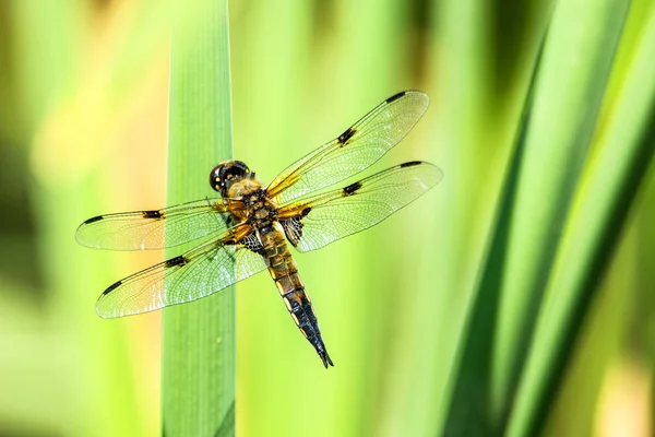 Négy Folt Libellula Quadrimaculata — Stock Fotó