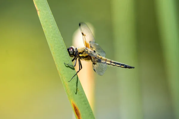 Detailní Makro Pohled Hmyz Vážky — Stock fotografie