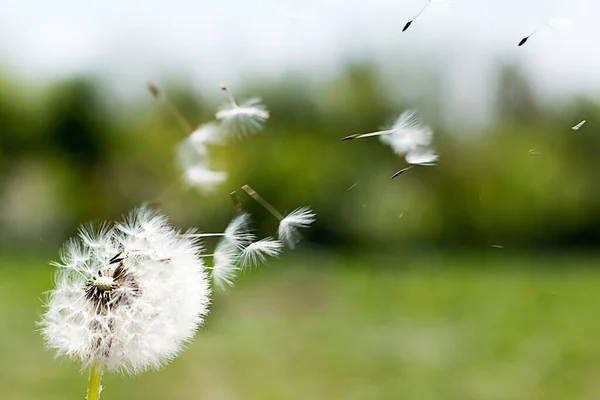 風にタンポポ タンポポの綿毛 タンポポの静かな抽象的なクローズ アップの背景 タンポポ空気美しい草原の白い花 — ストック写真