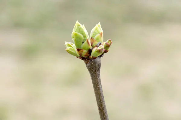 Pianta Chokeberry All Inizio Della Primavera Con Boccioli Non Aperti — Foto Stock