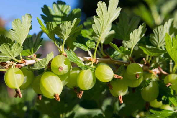 Ramo Com Grope Gooseberries — Fotografia de Stock