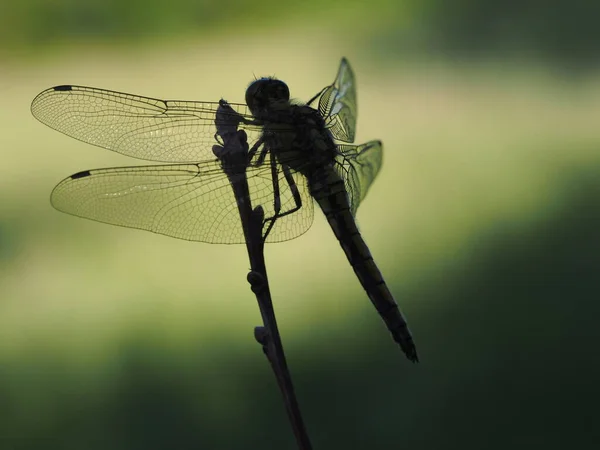 Vážky Hmyz Malý Brouk Křídly Přírodě — Stock fotografie