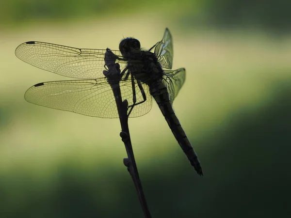 Dragonfly Insect Small Bug Wings Nature — Stock Photo, Image