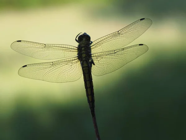 Close Macro View Van Libelle Insect — Stockfoto