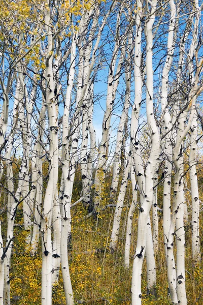 Tempo Frio Marca Fim Verão Quando Folhas Caem Das Árvores — Fotografia de Stock