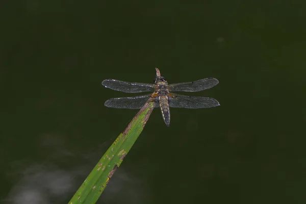 Seta Azul Senta Ramo Sobre Lagoa — Fotografia de Stock