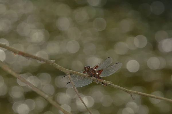 Vue Macro Rapprochée Insecte Libellule — Photo