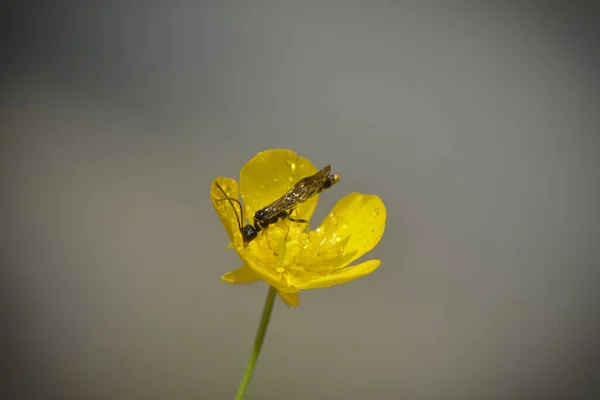 Insecto Una Flor Buttercup —  Fotos de Stock
